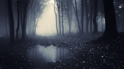 Mist fills a bare forest and a shallow pool mirrors the trunks, pale flecks scattered across the ground.