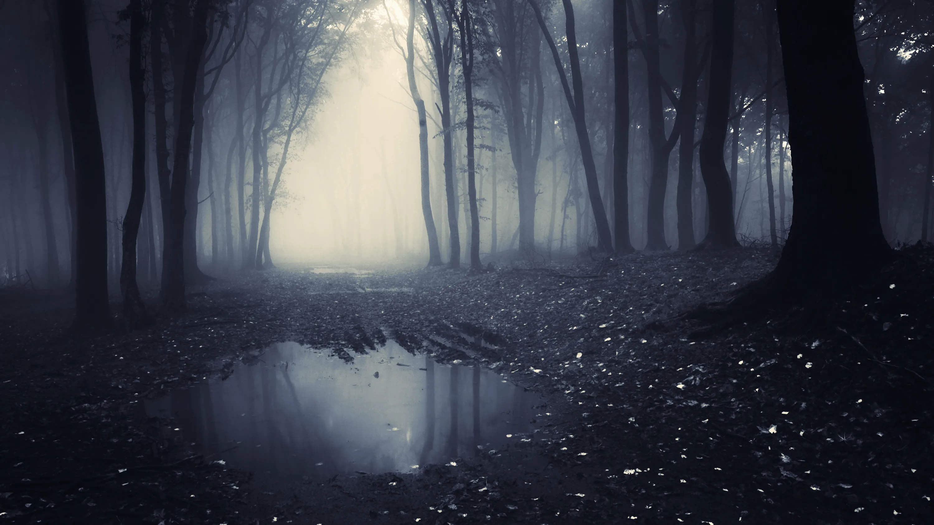 Mist fills a bare forest and a shallow pool mirrors the trunks, pale flecks scattered across the ground.