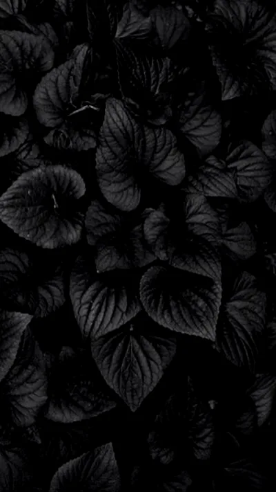 Heart-shaped leaves fill a tall frame in deep green-black, their veins just catching the light.
