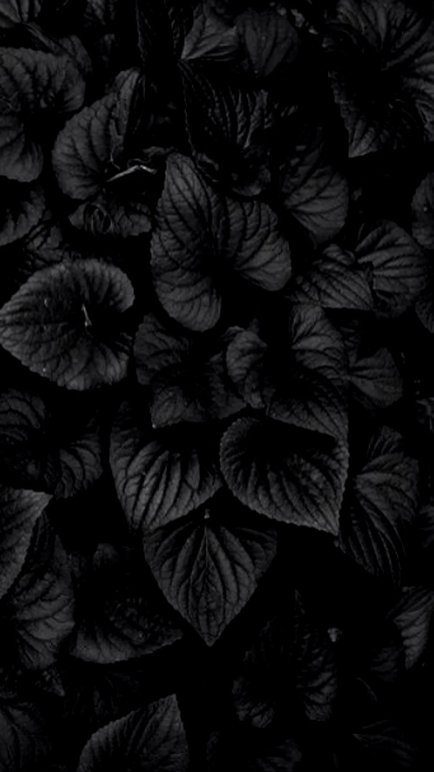 Heart-shaped leaves fill a tall frame in deep green-black, their veins just catching the light.