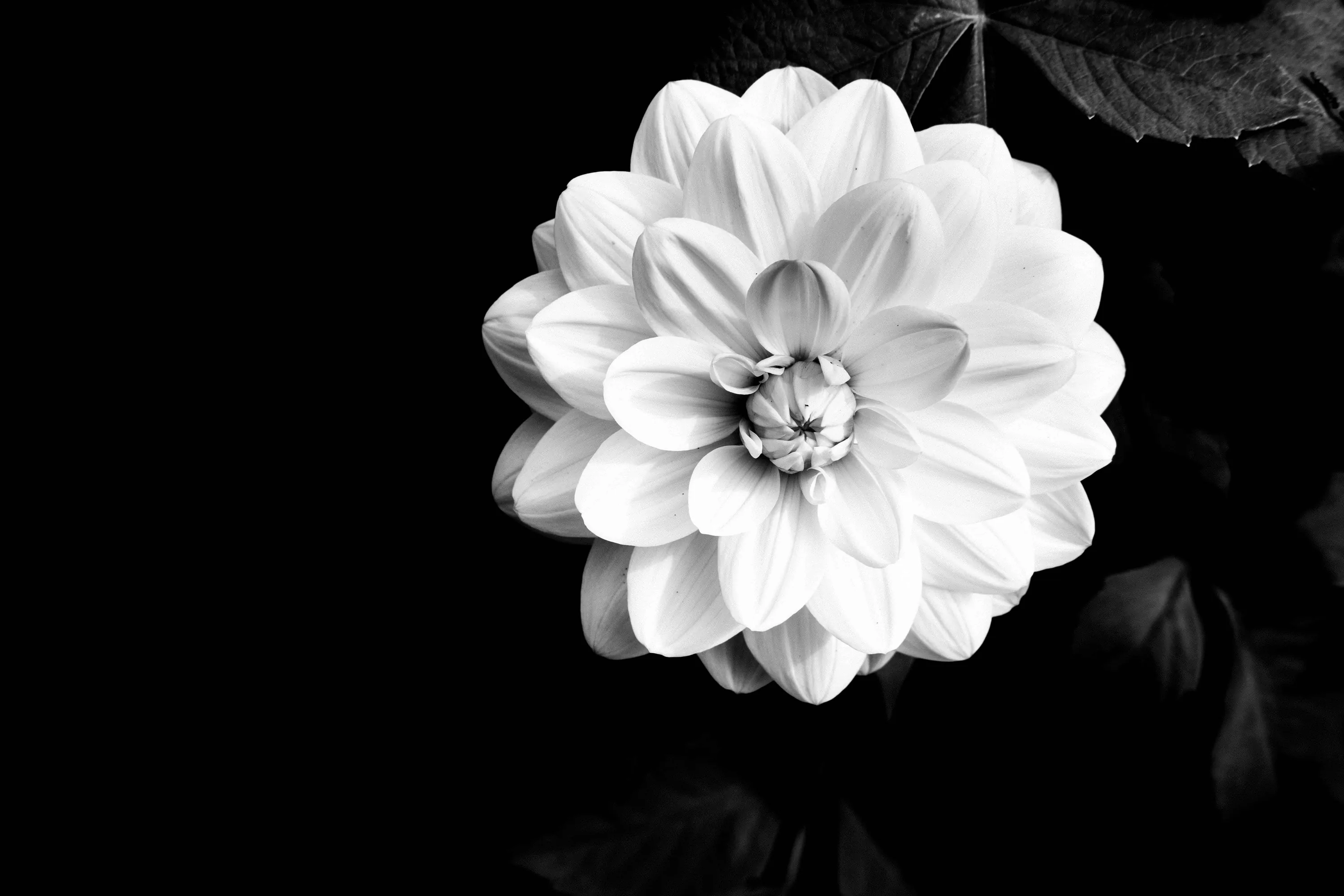 One white dahlia blooms slightly right of centre in sharp monochrome, a single dark leaf entering from the top corner.