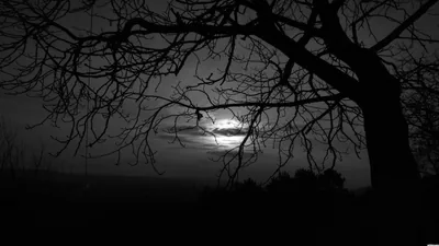 Moonlight fights through heavy cloud behind the crooked limbs of a bare tree, the whole scene sunk in grim black and white.