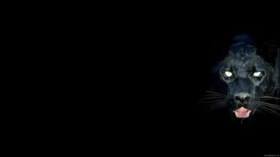 A panther's head appears from solid black on the right, pale blue eyes and whiskers catching the light, mouth open just enough to show teeth.