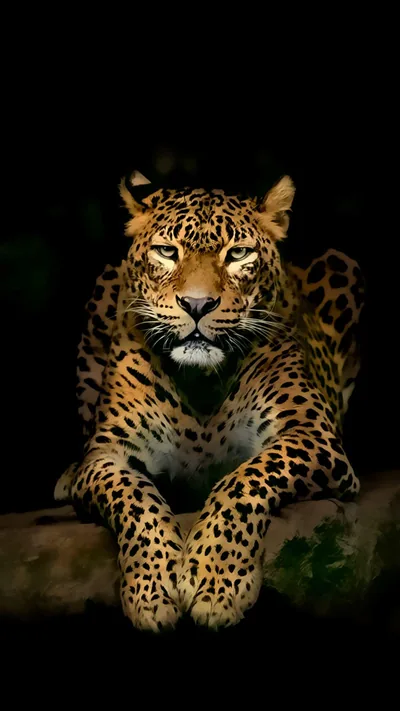 A leopard lies forward on a log with both paws crossed, its rosette coat and pale eyes the only things lifted out of solid black.