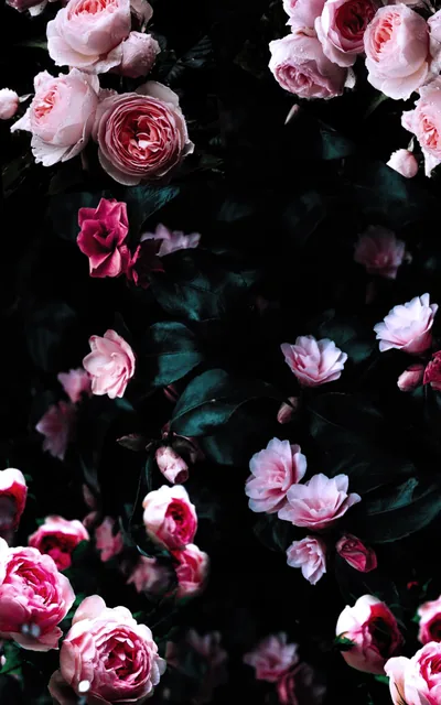 Pale pink and crimson roses at different stages sit across near-black foliage, some full open, some still tight buds.