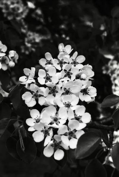 A dense head of five-petalled blossoms catches hard light in black and white, the leaves behind dropping into near-black shadow.
