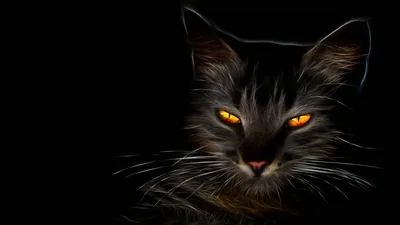 A fractal filter turns every hair into a bright thread around this cat's head, orange eyes burning at the centre with clear black space on the left.