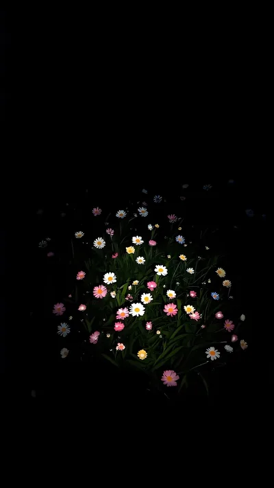 A small cluster of pink and white wildflowers is caught in a pool of light, surrounded on all sides by black.