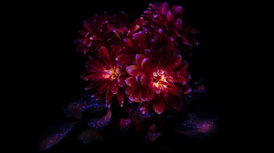 Two dark red dahlias glow from their centres in the upper half of the frame, everything around them falling to unbroken black.