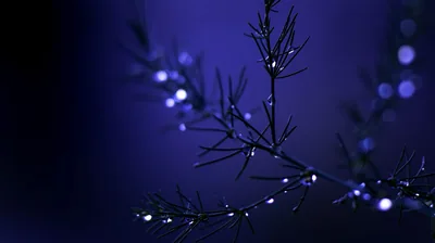 Thin fern needles hold tiny dewdrops against a violet-indigo dusk, bokeh sparks scattered on the right while the left edge dissolves into black.