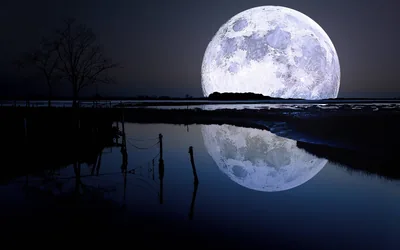 A huge moon clears the treeline behind a flooded marsh, bare branches silhouetted at the left while its reflection breaks up in the dark water.