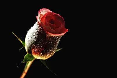 A half-open red rosebud stands alone on the left, its lower petals and green sepals coated in dew, the right side of the frame left completely dark.