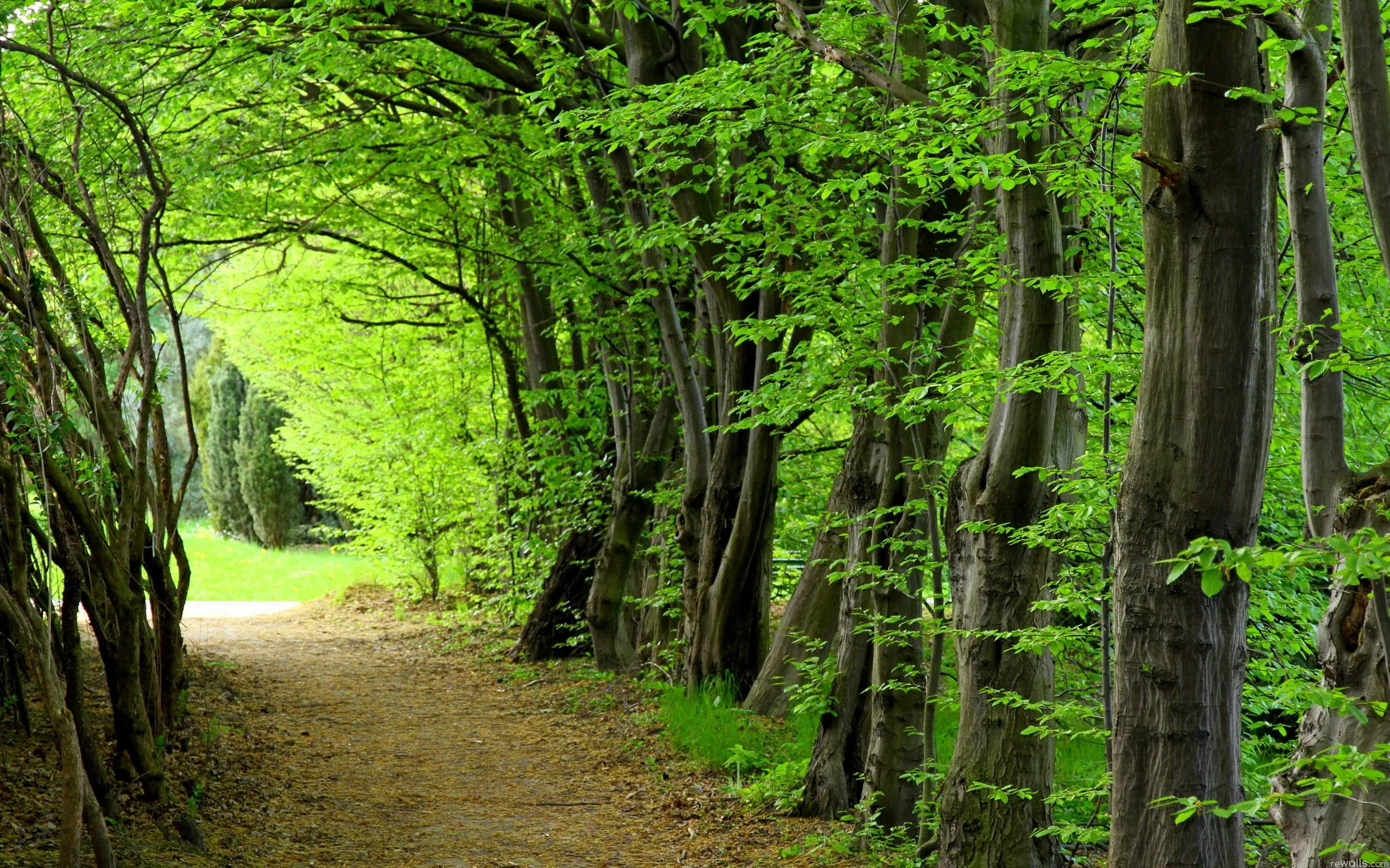 Lime-green spring leaves close over a bare footpath hugging the left edge, dark trunks on the right giving contrast for white widget text.