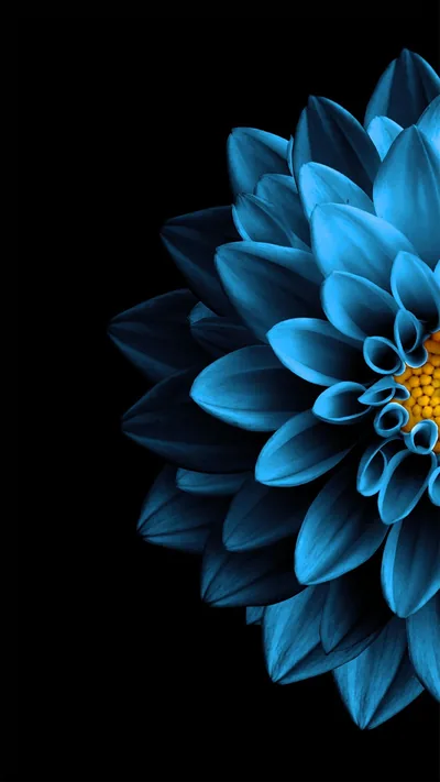 Half a blue dahlia fills a tall frame from the right edge, its yellow centre the only warm colour against flat black.