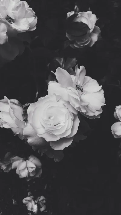 Full white rose heads catch the light against deep shadow, the largest bloom sitting just below the centre of the frame.