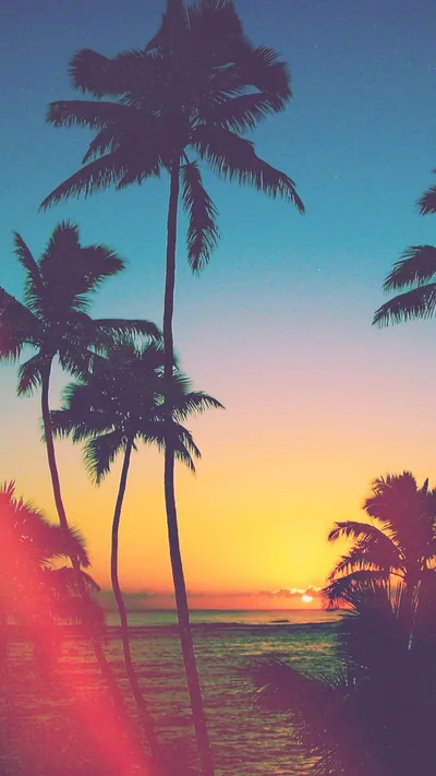 Palm silhouettes lean across a teal-to-orange evening sky, the sun low on the right and a pink lens flare cutting the lower-left corner.
