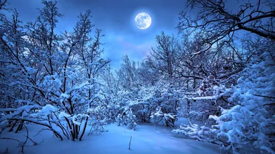 Moonlight turns a snow-covered thicket blue and white, the moon sitting high at the top edge with a thin halo of cloud.