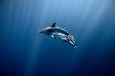 Three dolphins glide through open blue water as light rays fan down from the surface, most of the frame left as clean gradient.