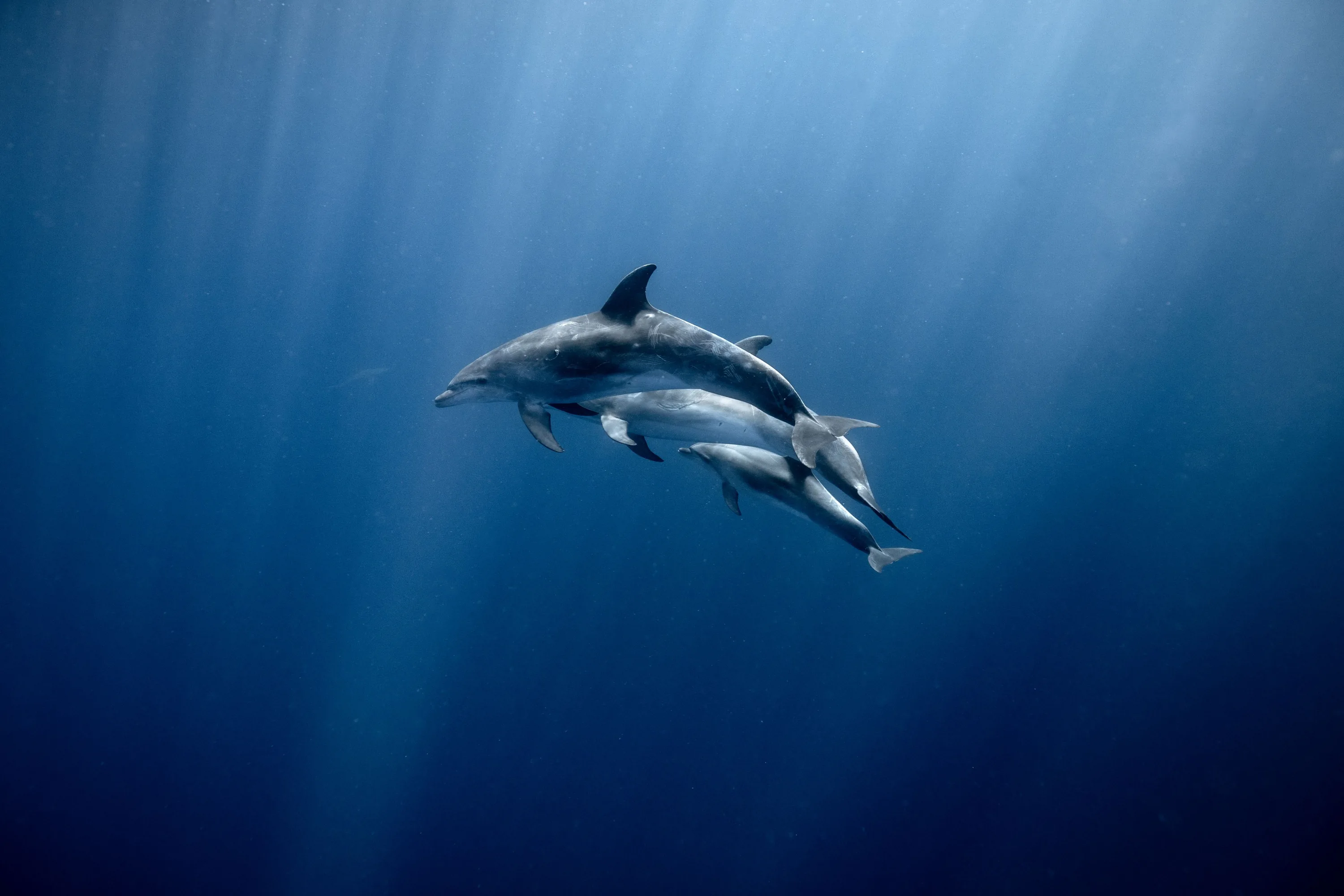 Three dolphins glide through open blue water as light rays fan down from the surface, most of the frame left as clean gradient.