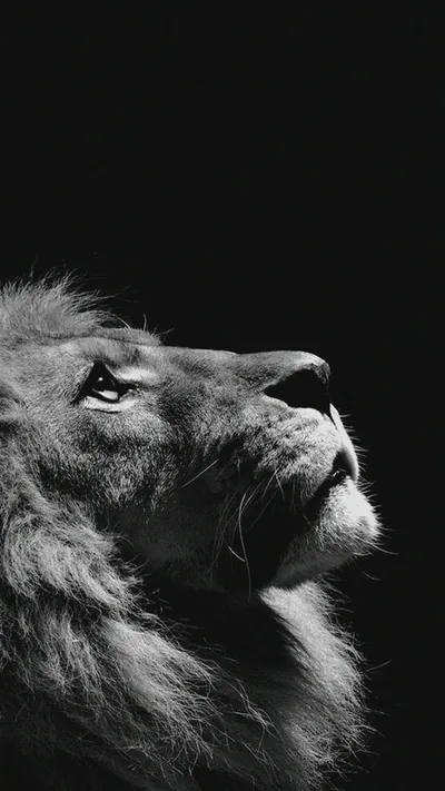A lion turns its face to the sky in profile, mane picked out in silver grey while the right side falls away to black.