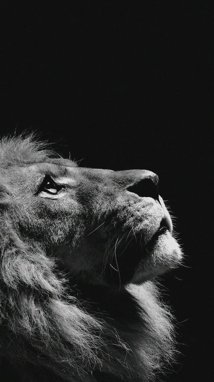 A lion turns its face to the sky in profile, mane picked out in silver grey while the right side falls away to black.
