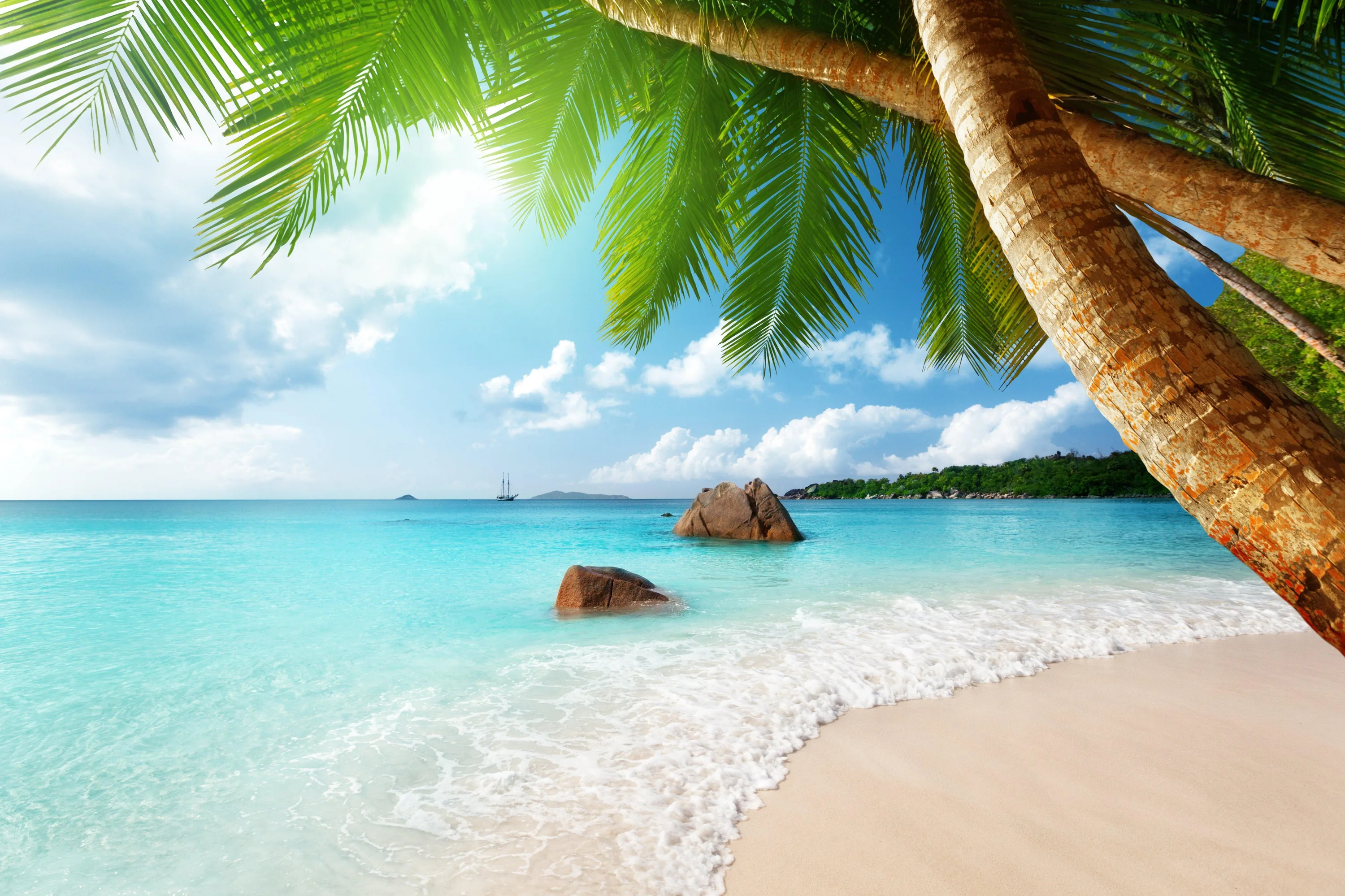 A palm trunk arcs over granite boulders and clear aqua shallows, its fronds shading the top edge so a menu bar stays readable.
