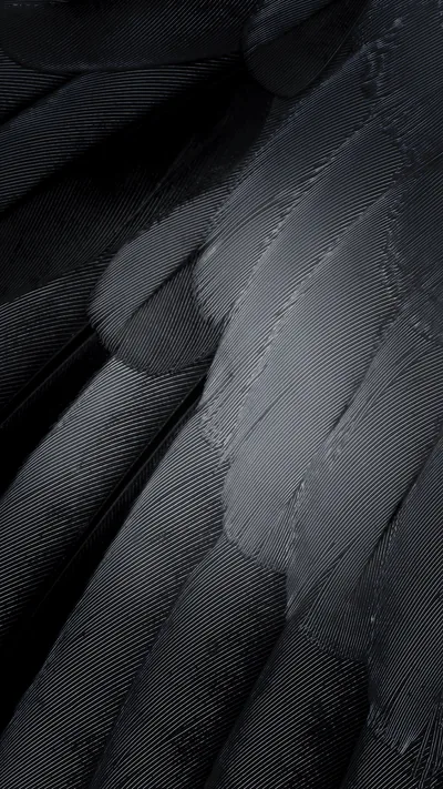 Overlapping feathers fan across the frame, their fine barbs picked out in cool grey light, darkest where the quills stack at the centre.