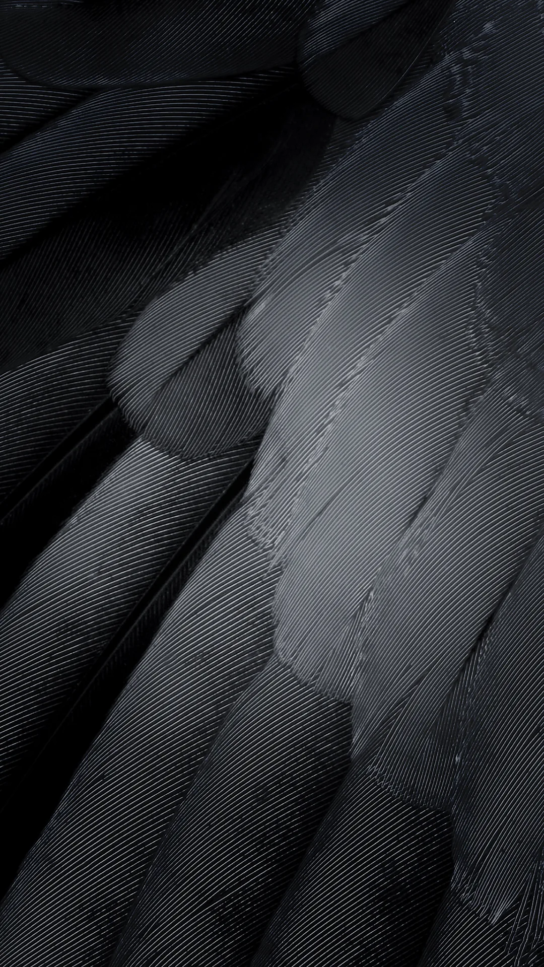 Overlapping feathers fan across the frame, their fine barbs picked out in cool grey light, darkest where the quills stack at the centre.