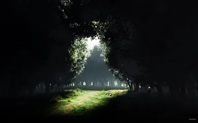 Sunlight drops through a gap in the canopy onto a green clearing at lower centre, while both top corners and the framing branches stay solid black.