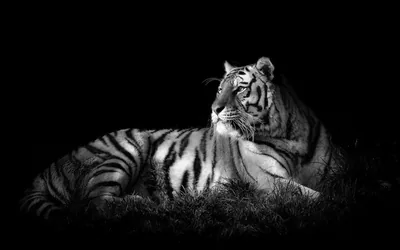 A tiger lies with its head turned to the right, its stripes and grass picked out against solid black.