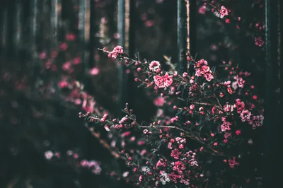 Sprays of small pink blossom crowd a thin branch, the weathered dark fence behind them thrown out of focus into green-black bands.