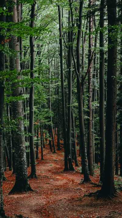 Slim grey-green beech trunks climb the full height of this portrait shot, a copper leaf-litter path threading uphill through the middle.