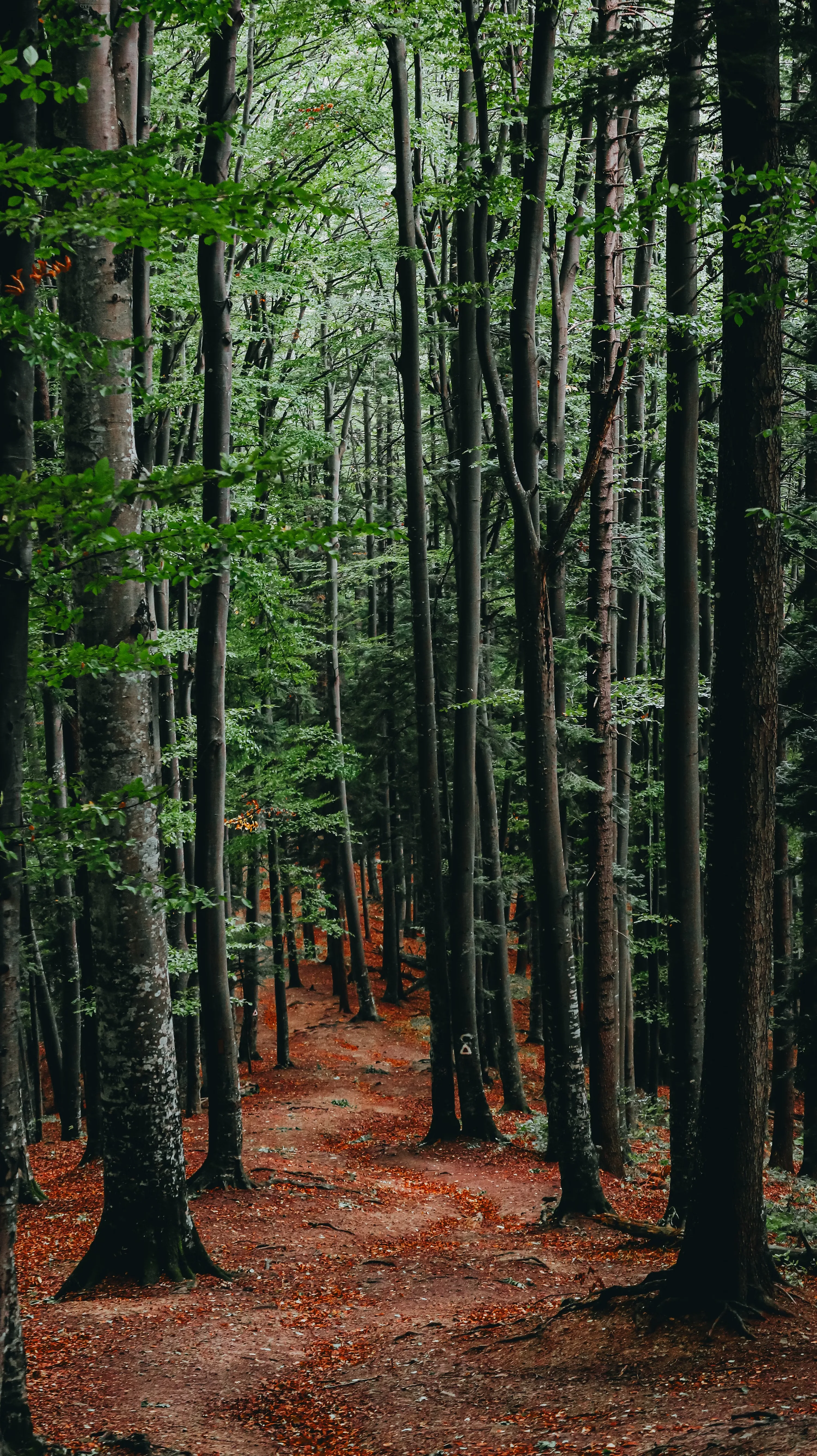 Slim grey-green beech trunks climb the full height of this portrait shot, a copper leaf-litter path threading uphill through the middle.