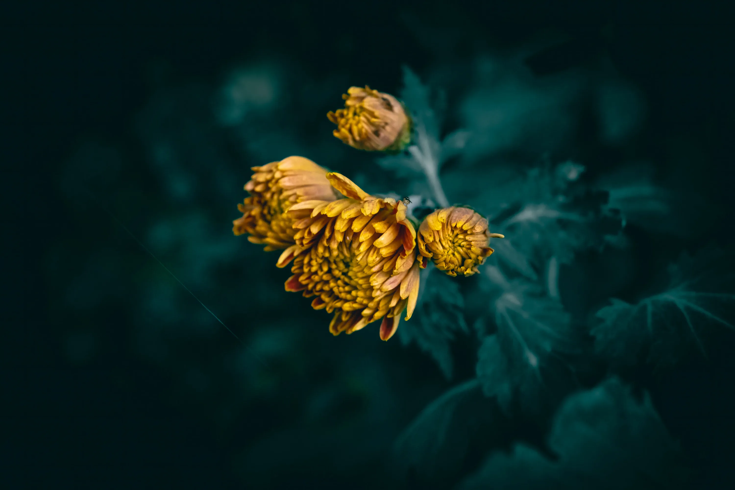 Two golden chrysanthemums and a bud sit against deep teal-green foliage, the background thrown far out of focus.
