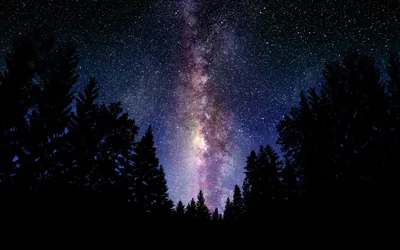 Tall pines cut a jagged black border along the bottom while the galactic band climbs straight up through the centre in violet and grey.