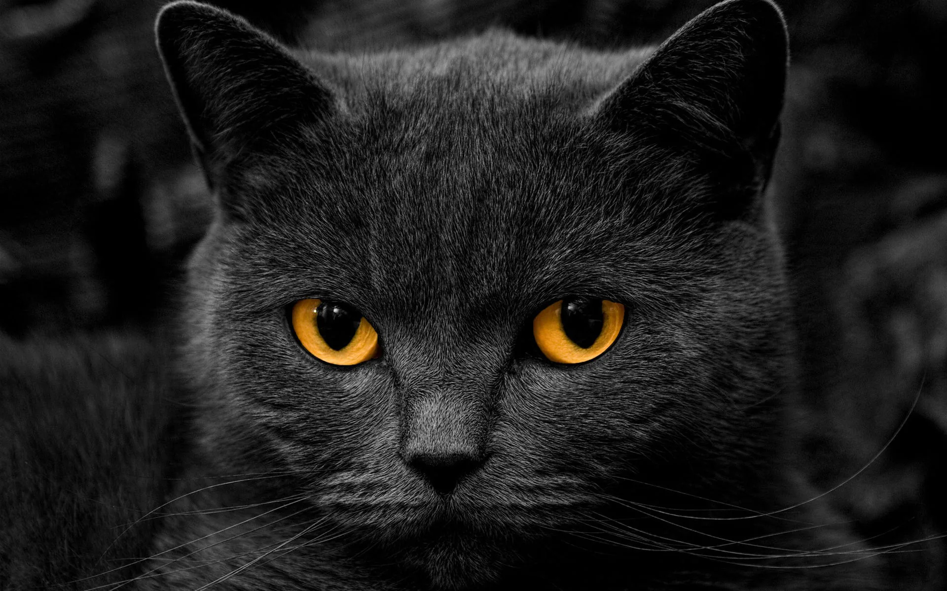 A grey shorthaired cat faces the camera head-on, round orange eyes and dense plush fur set against desaturated dark foliage.