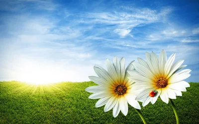 Two daisies lean in from the right with a ladybug on one petal, sunlight flaring low on the left horizon across a trimmed green lawn.