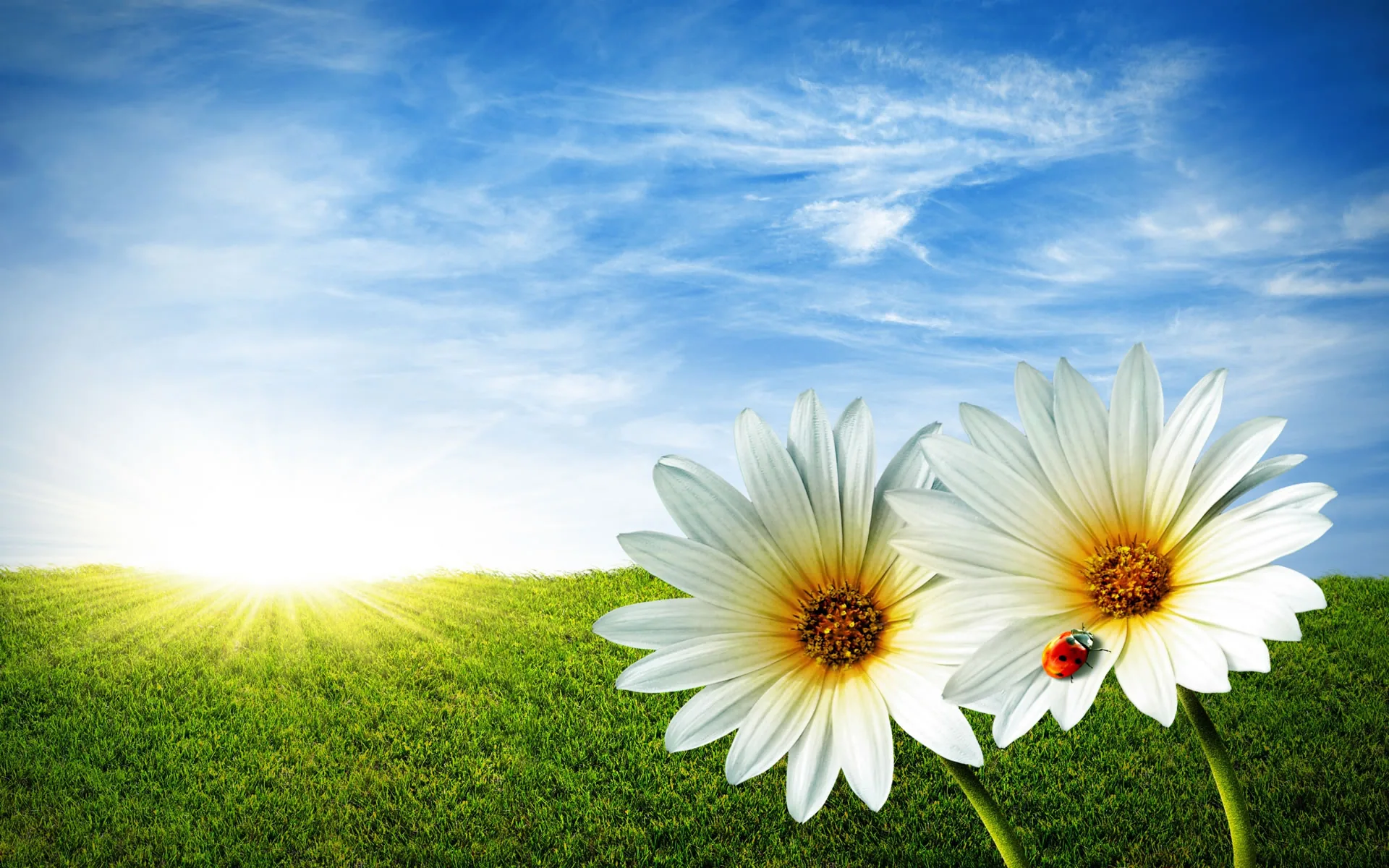 Two daisies lean in from the right with a ladybug on one petal, sunlight flaring low on the left horizon across a trimmed green lawn.