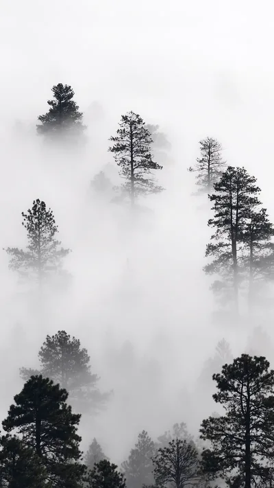 Pines emerge in stages from thick fog down a slope, the nearest ones dark and the farthest almost dissolved into white.