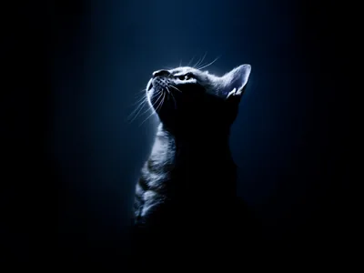 A cat lifts its chin toward a light above, only the outline of its head, ears and whiskers glowing blue against deep navy black.