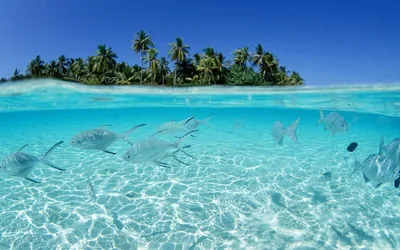 Half above and half below the waterline: a palm-covered island under blue sky, and a school of silver fish over rippled sand beneath.
