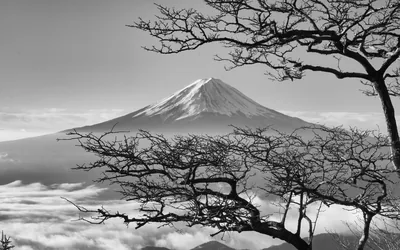 Fuji's snow-streaked cone rises over a sea of clouds, framed through bare twisted branches on the right, all in soft monochrome.