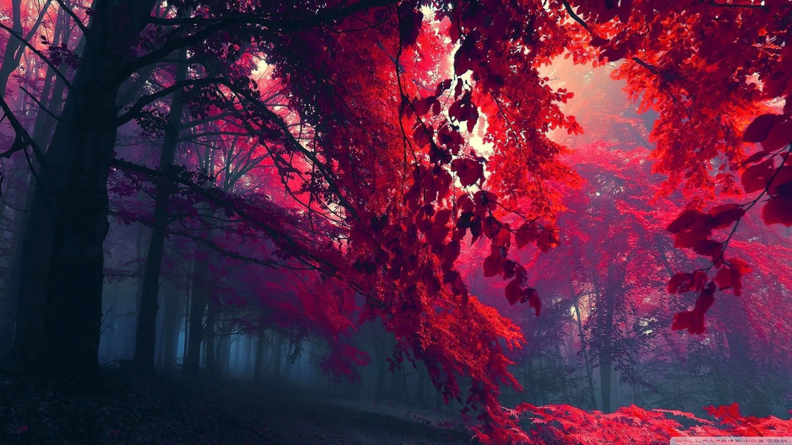Crimson leaves crowd the right side of a misty woodland path, sunlight filtering through the canopy while the left stays in shadow.