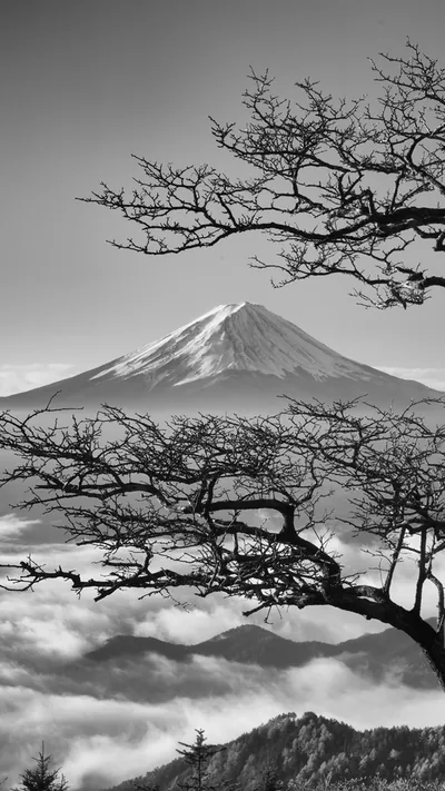 Snow-capped Fuji floats above a sea of clouds behind gnarled bare branches, the pale grey sky leaving the top half calm for a phone clock.