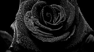 A rose fills the frame in black and white, water beads clinging to every petal edge and catching the light.