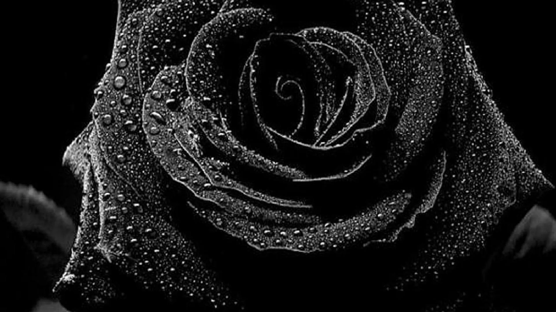 A rose fills the frame in black and white, water beads clinging to every petal edge and catching the light.