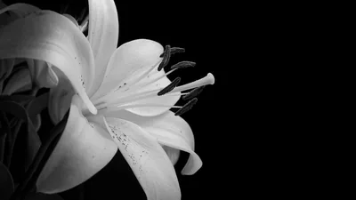 A single white lily opens toward the camera in monochrome, water beads on the petals and long stamens curving out over empty black on the right.