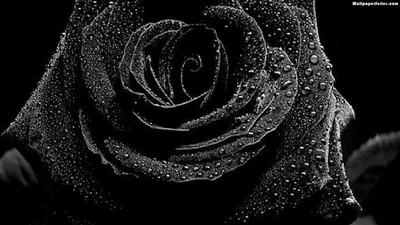 A near-black rose fills the frame, every petal beaded with rain and lit from the upper left.