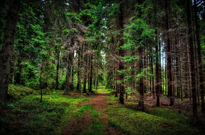A mossy double track runs between dense spruce trunks in saturated greens, branches meeting overhead so the top of the frame stays dark.