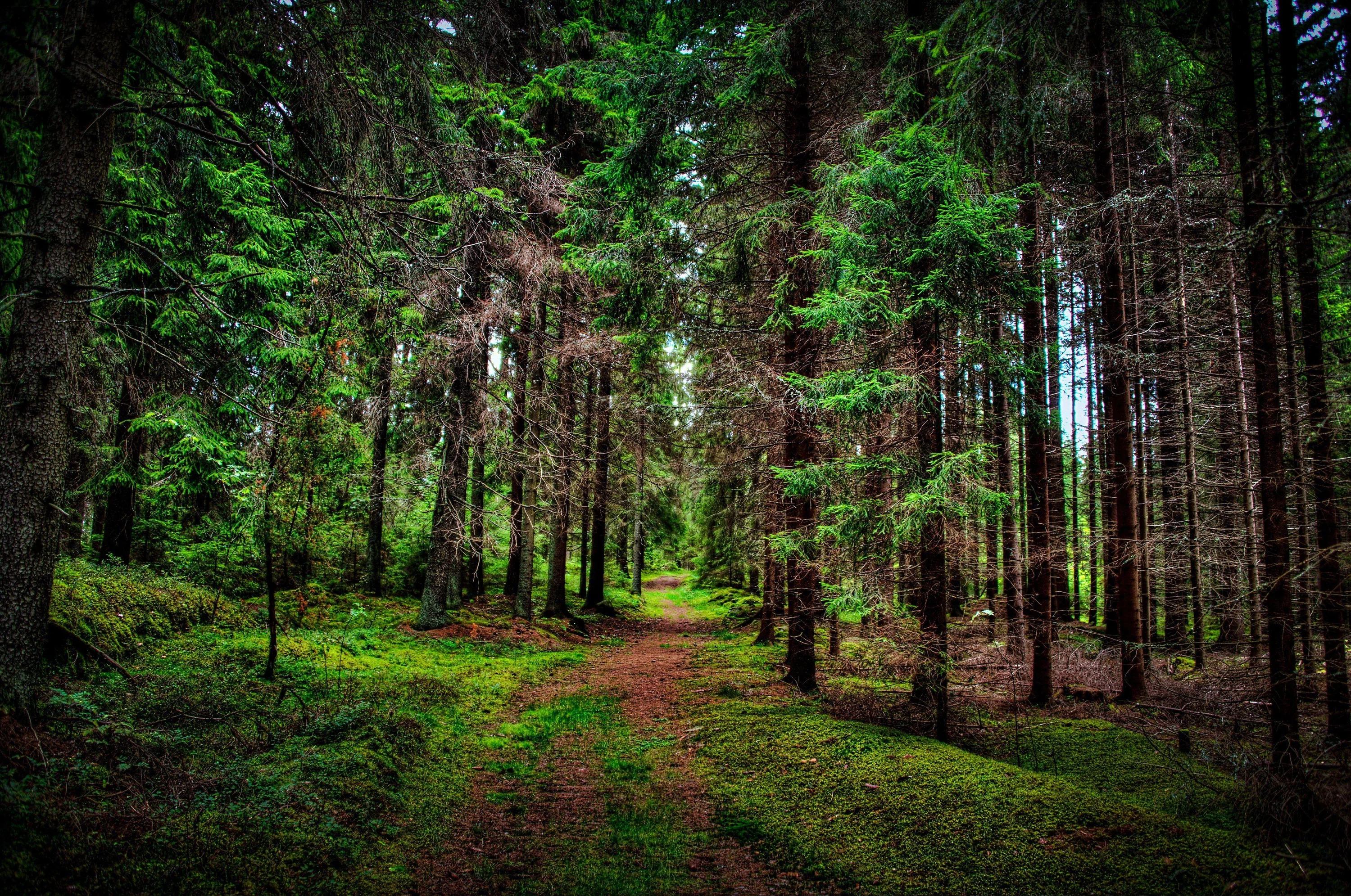A mossy double track runs between dense spruce trunks in saturated greens, branches meeting overhead so the top of the frame stays dark.